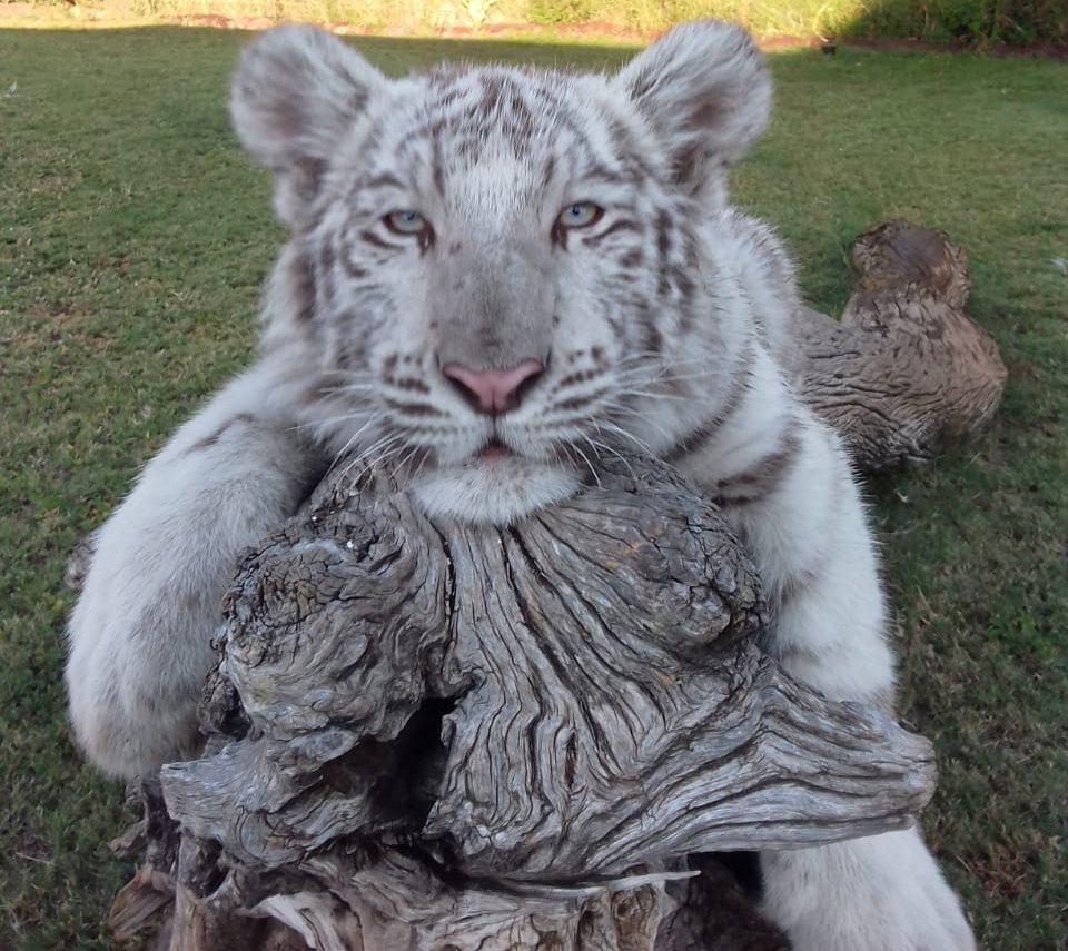 White Tiger