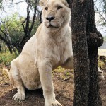 Amy White Lion
