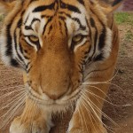 Kylah2