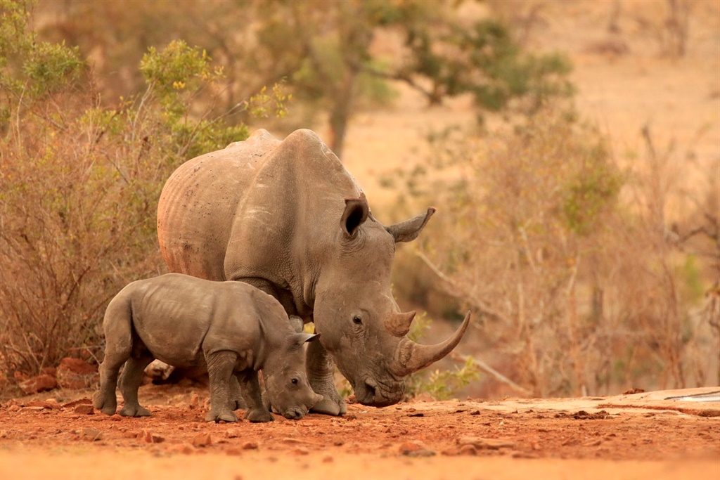 Rhino 87e83351b6be473cbda5b65bfd14e5c4