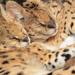 Servals