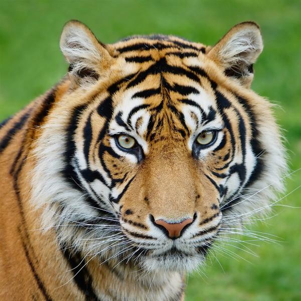 tiger_poster_grande
