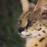 Serval portrait