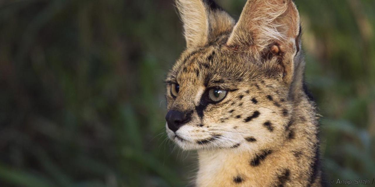 Serval portrait